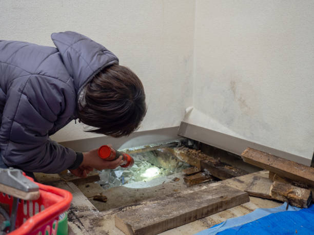 Best Attic Mold Removal  in Trotwood, OH